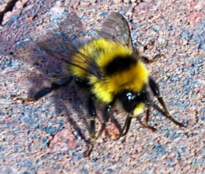 Great Yellow  Bumblebee-Isle of Lewis